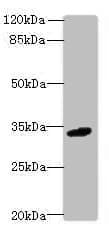IHC-plus™ VSIR / GI24 / VISTA Antibody (aa37-194)