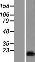 CUTA Protein (Over-Expression Lysate Myc-DDK (Flag))