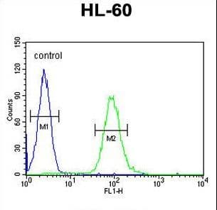 CSF2 / GM-CSF Antibody (aa59-85)