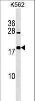 BEX4 Antibody (aa54-82)