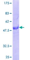 Human CXXC5 Protein (Recombinant GST)