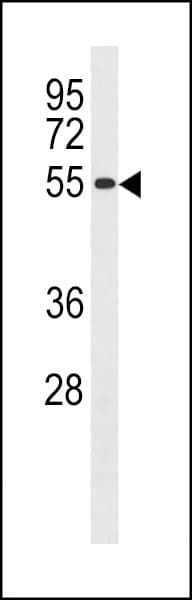 Polyclonal Rabbit anti-Human CCNB1 / Cyclin B1 Antibody (aa106-133, WB)
