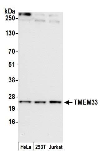 TMEM33 Antibody (aa197-247)