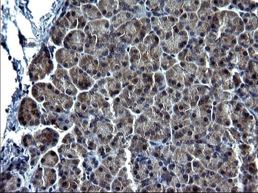 C12orf26 Antibody (clone OTI2B6, Carrier-free)