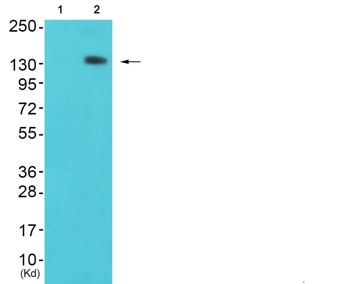 SF3B130 / SF3B3 Antibody