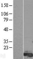 FAM81A Protein (Over-Expression Lysate Myc-DDK (Flag))