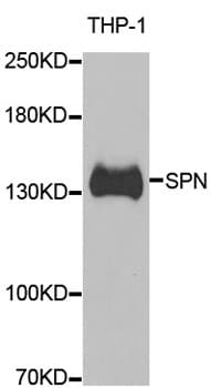SPN / CD43 Antibody