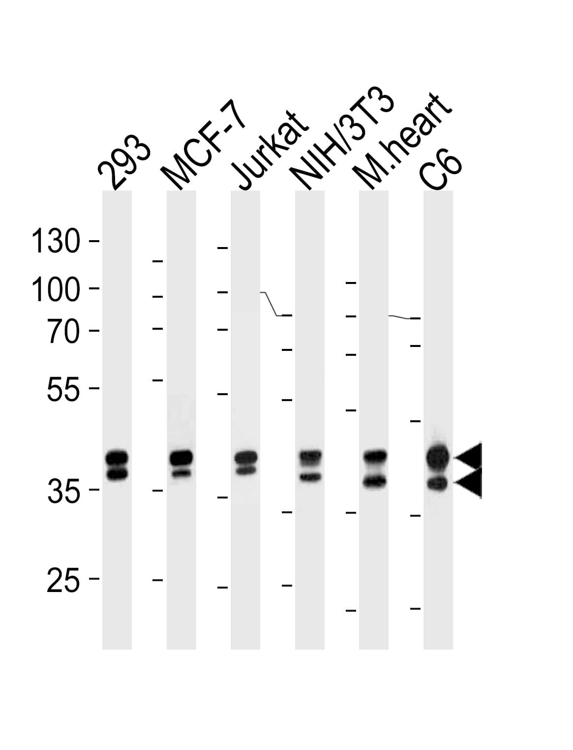 MAPK3 / ERK1 Antibody (clone 784CT7.6.3)