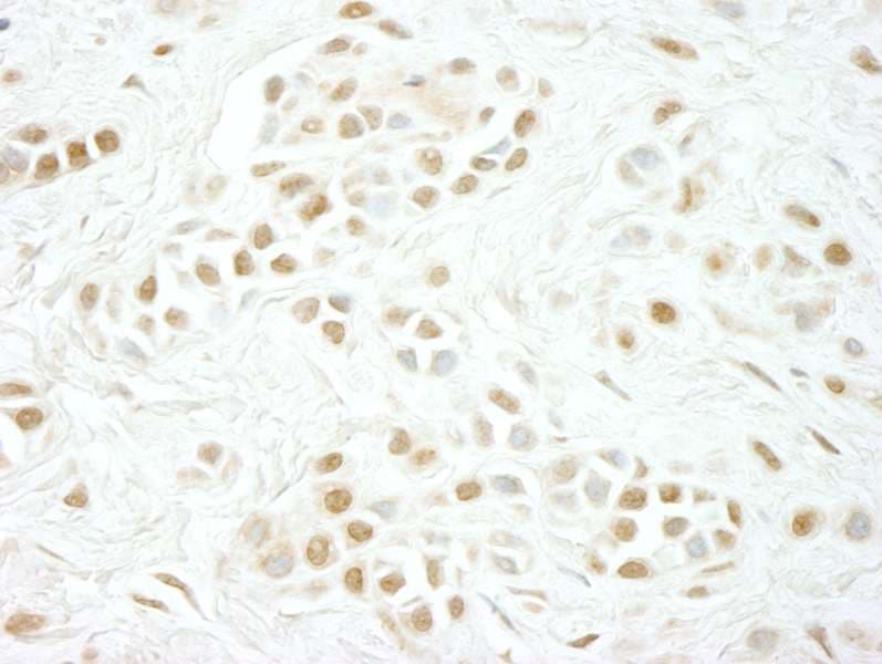 CCNC / Cyclin C Antibody (aa244-294)