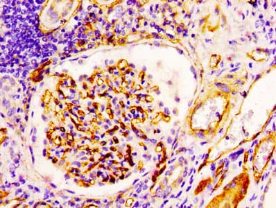 CD34 Antibody