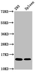 Polyclonal Rabbit anti-Human HIST1H2BN Antibody (IHC, WB)