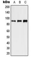 Polyclonal Rabbit anti-Human HSP90AB1 / HSP90 Alpha B1 Antibody (phospho-Ser254, IHC, IF, WB)