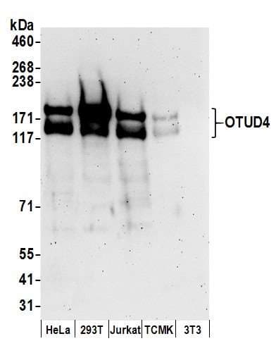 OTUD4 Antibody (aa875-925)