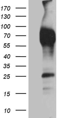 Monoclonal Mouse anti-Human CD244 Antibody (clone OTI1C11, WB)