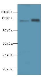 IHC-plus™ Polyclonal Rabbit anti-Human MASP1 / MASP Antibody (IHC, WB)