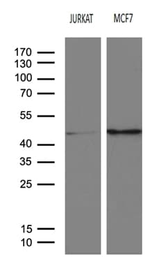 SERPINB8 Antibody (aa169-374, clone OTI8F10)