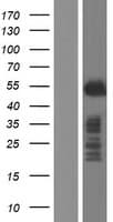 BHLHE41 / BHLHB3 / SHARP1 Protein (Over-Expression Lysate Myc-DDK (Flag))
