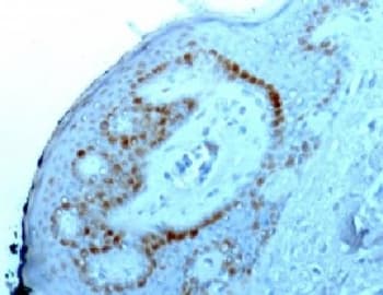Nuclear Membrane Marker NM97 Antibody (clone NM95)