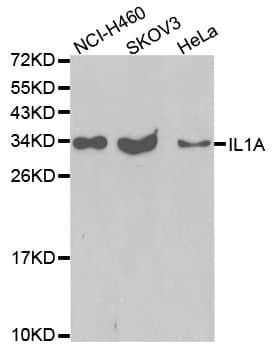 IL1A / IL-1 Alpha Antibody