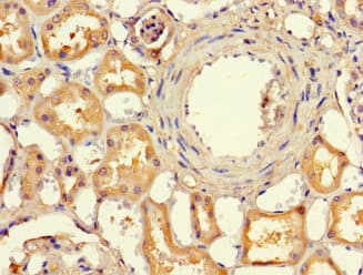 Polyclonal Rabbit anti-Human EFCAB7 Antibody (IHC, IF, WB)