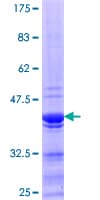 Human RAP74 / GTF2F1 Protein (Recombinant GST, N-terminus)