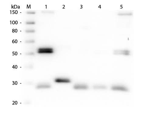 Sheep Anti-Rat IgG Secondary Antibody (Biotin)