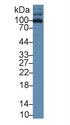 ICAM3 / CD50 Antibody (aa46-197)