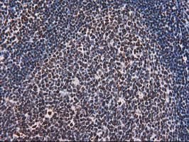 ATP6V1F Antibody (clone OTI1B8, Carrier-free)