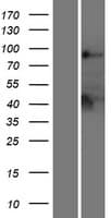 PTPN22 / PEP Protein (Over-Expression Lysate Myc-DDK (Flag))