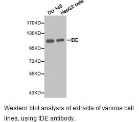 IDE Antibody