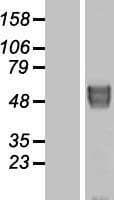 BACE2 Protein (Over-Expression Lysate Myc-DDK (Flag))