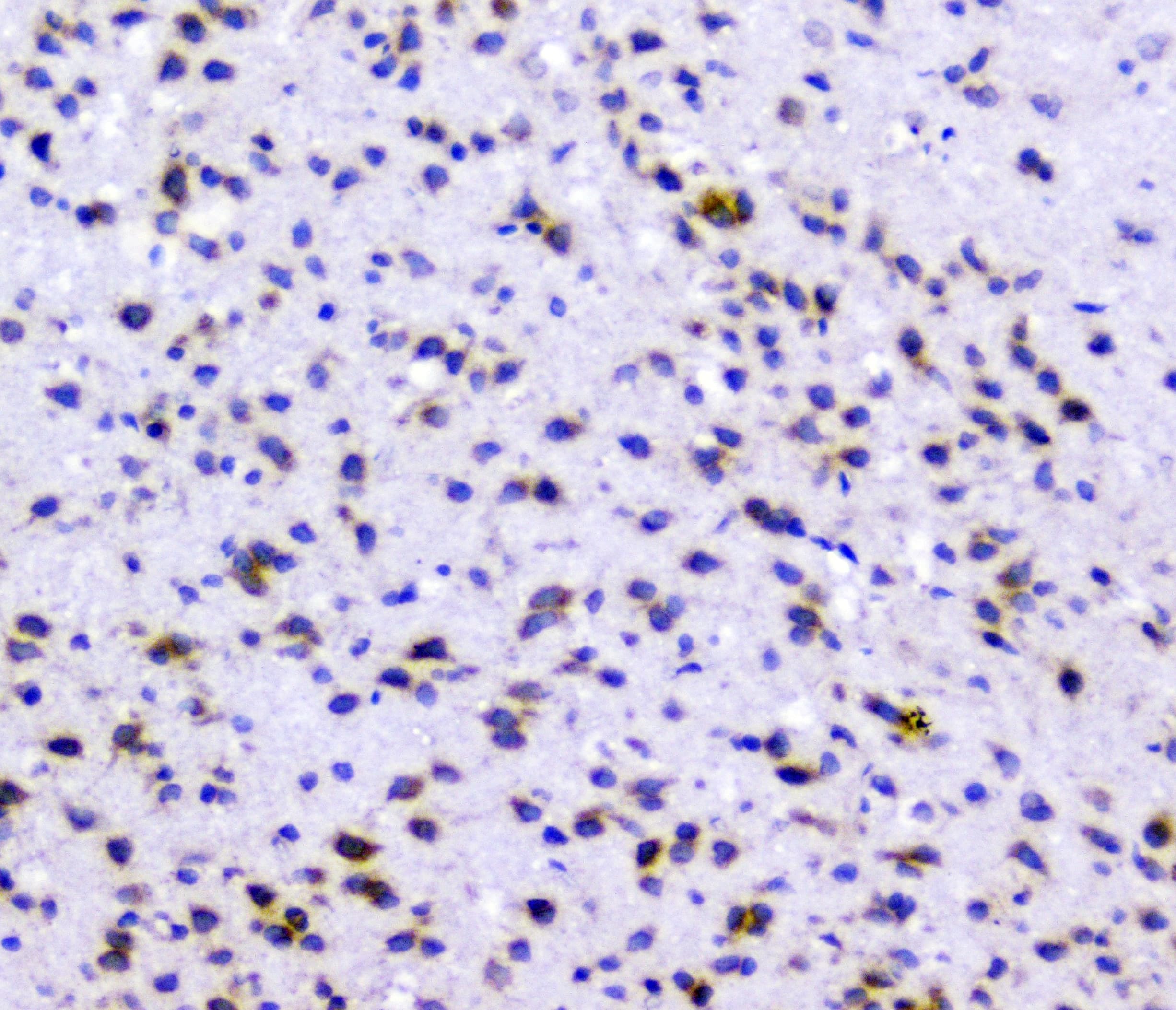 RAD51 / RECA Antibody