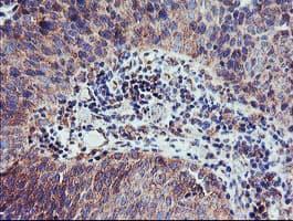 Monoclonal Mouse anti-Human CAMLG / CAML Antibody (clone OTI1A3, IHC, IF, WB)
