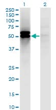 DLST / E2 Antibody (clone 4D7)