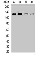 MEGF10 Antibody