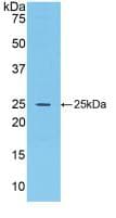 Fgf15 Antibody (aa25-218, PE)