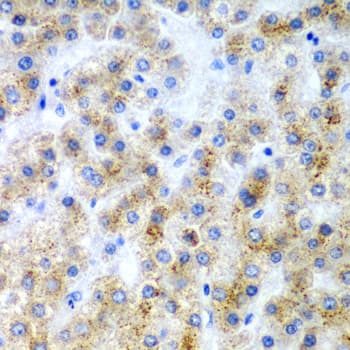 MD-1 / LY86 Antibody
