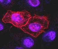 Monoclonal Mouse anti-Human TNFRSF10A / DR4 Antibody (clone DR-4-02, APC)
