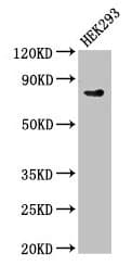 DLL4 Antibody