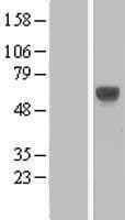 LILRA3 / CD85e Protein (Over-Expression Lysate Myc-DDK (Flag))