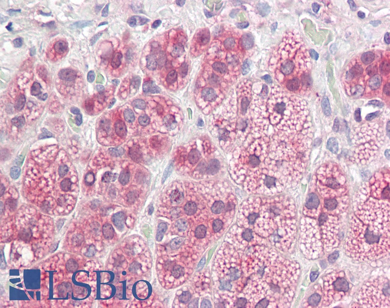 IHC-plus™ Polyclonal Goat anti-Human NDRG2 Antibody (aa25-39, IHC, WB)