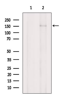 PRUNE2 Antibody
