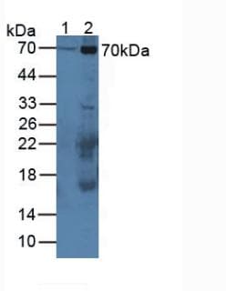 CAPN1 / Calpain 1 Antibody (aa387-694)