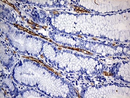ACE / CD143 Antibody (aa642-1230, clone OTI2C8)