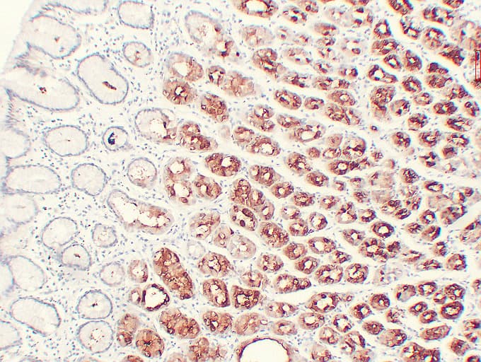 MUC6 / MUC-6 Antibody (clone ABT-MUC6)