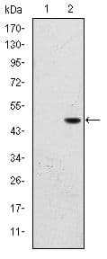 FAC1 / BPTF Antibody (clone 2F10)