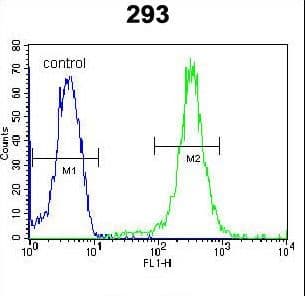UBAC2 Antibody (aa63-91)