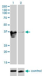 Monoclonal Mouse anti-Human ZFP36L1 Antibody (clone 1A3, WB)
