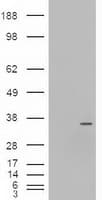 NEUROG3 / NGN3 / Neurogenin 3 Antibody (clone OTI5A8)
