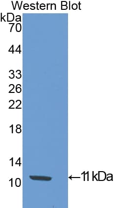 SLIT3 Antibody (aa454-498)